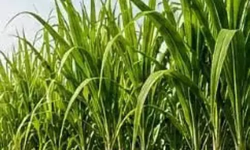 Farmers की मेहनत रंग लाई, गन्ना उत्पादन में शामली ने मारी बाजी Farmers की मेहनत रंग लाई, गन्ना उत्पादन में शामली ने मारी बाजी