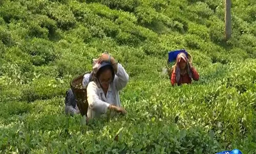 प्रगतिशील और दूरदर्शी: टी एसोसिएशन ऑफ़ इंडिया ने Assam बजट 2026-27 की सराहना की प्रगतिशील और दूरदर्शी: टी एसोसिएशन ऑफ़ इंडिया ने Assam बजट 2026-27 की सराहना की