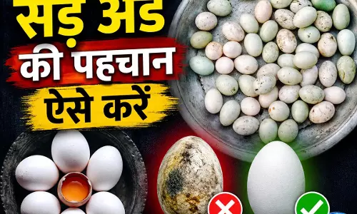 Online, मंगाए अंडे की ऐसे करें पहचान, खराब निकला तो हो सकता है नुकसान Online, मंगाए अंडे की ऐसे करें पहचान, खराब निकला तो हो सकता है नुकसान