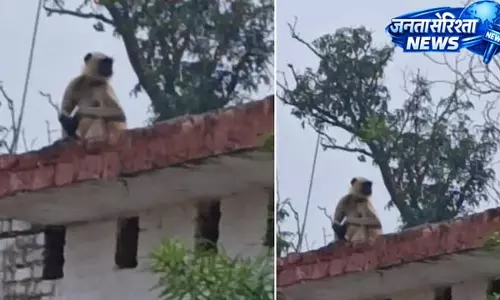 लंगूर ने बाइक को बनाया सवारी, नाराज होकर युवक को काटा लंगूर ने बाइक को बनाया सवारी, नाराज होकर युवक को काटा
