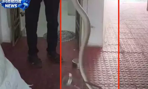 धमतरी में दो विशालकाय सांपों को किया गया रेस्क्यू धमतरी में दो विशालकाय सांपों को किया गया रेस्क्यू