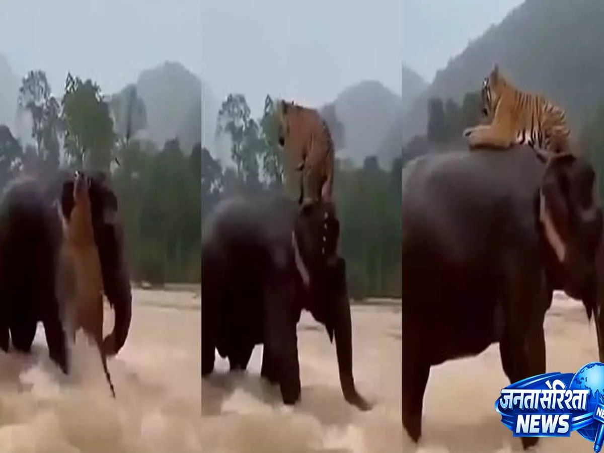 Video: सोशल मीडिया पर वायरल हाथी-बाघ रेस्क्यू वीडियो, AI ने बनाई पूरी कहानी Video: सोशल मीडिया पर वायरल हाथी-बाघ रेस्क्यू वीडियो, AI ने बनाई पूरी कहानी
