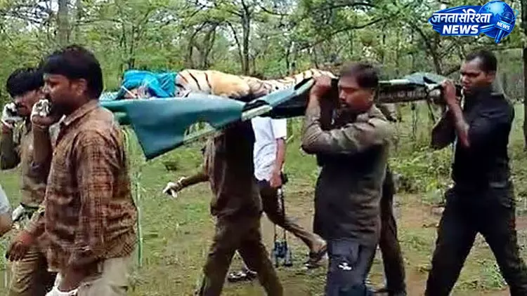Veerangana दुर्गावती टाइगर रिजर्व से घायल बाघिन का रेस्क्यू, इलाज के लिए जबलपुर भेजी गई Veerangana दुर्गावती टाइगर रिजर्व से घायल बाघिन का रेस्क्यू, इलाज के लिए जबलपुर भेजी गई