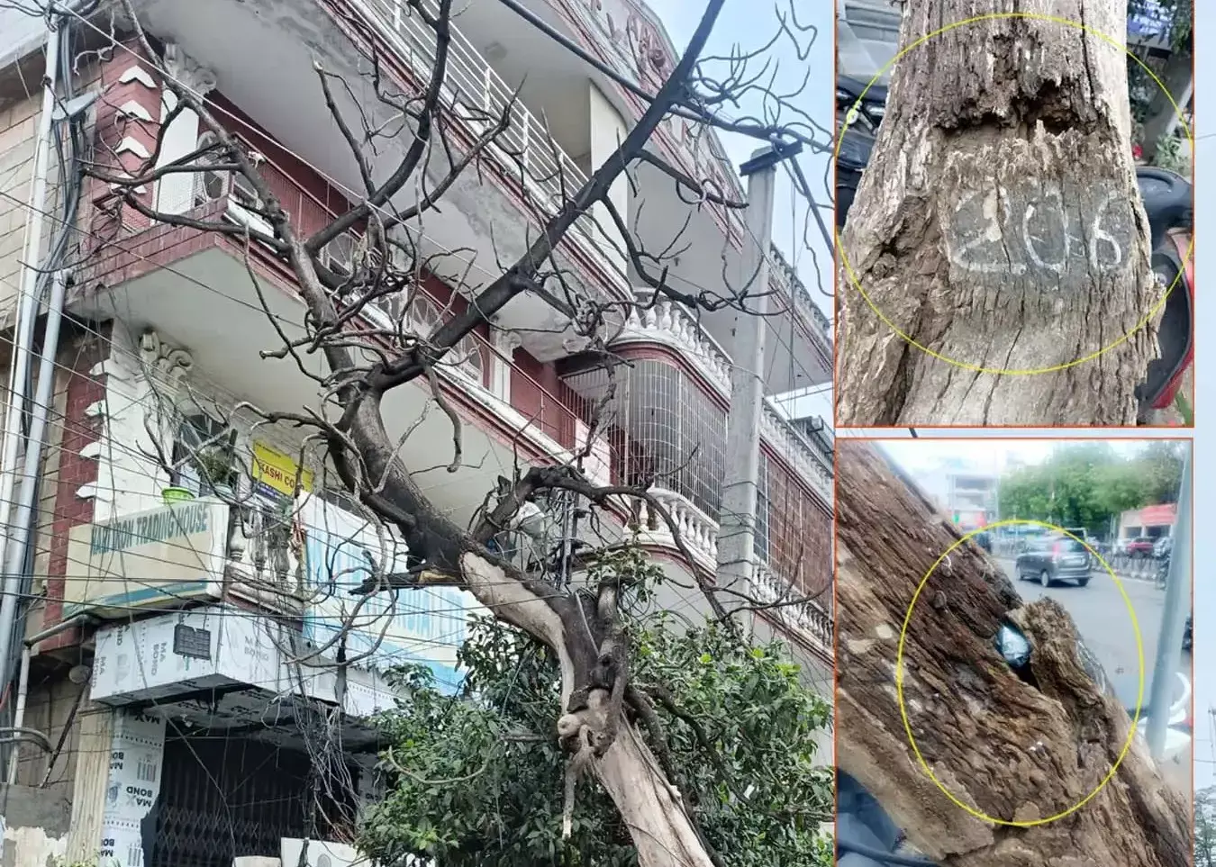 Gurugram: गुरुग्राम में सूखा पेड़ हटाने में कोताही, लोगों की बढ़ी चिंता Gurugram: गुरुग्राम में सूखा पेड़ हटाने में कोताही, लोगों की बढ़ी चिंता