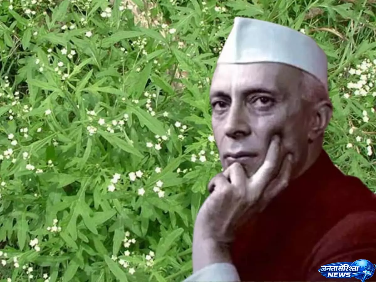 जब Majroohs की कलम बनी विवाद की वजह, कविता पर भेजे गए जेल जब Majroohs की कलम बनी विवाद की वजह, कविता पर भेजे गए जेल