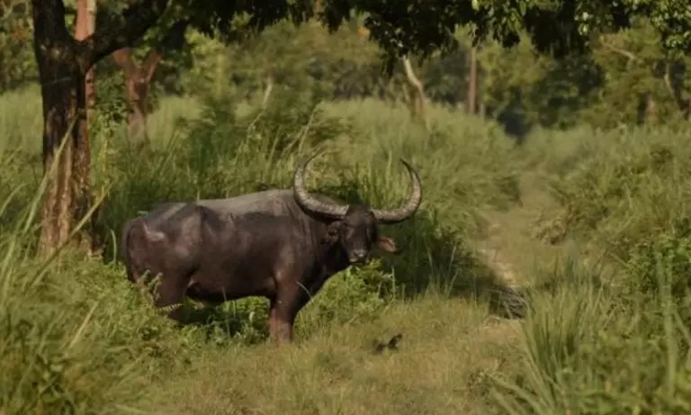 Assam: जंगली भैंसे ने दो लोगों को घायल किया, डिब्रूगढ़ के खोवांग में दहशत फैल गई Assam: जंगली भैंसे ने दो लोगों को घायल किया, डिब्रूगढ़ के खोवांग में दहशत फैल गई