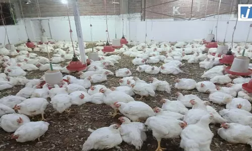 मुर्गा चोरी का आरोप लगाकर मजदूर पर टूट पड़े पोल्ट्री फार्म संचालक, मैनेजर और मुंशी मुर्गा चोरी का आरोप लगाकर मजदूर पर टूट पड़े पोल्ट्री फार्म संचालक, मैनेजर और मुंशी