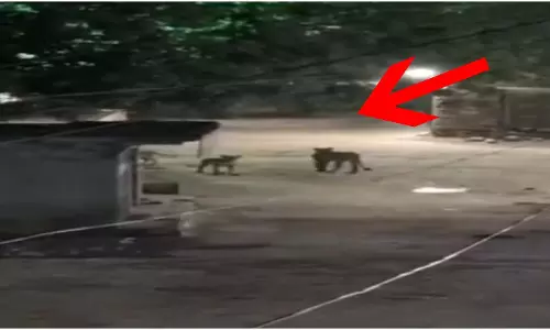आधी रात को गांव में दिखा ऐसा मंजर, रोंगटे खड़े कर देगा यह वायरल VIDEO!