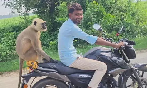 लंगूर को चढ़ा बाइक की सवारी का शौक, इंसानों की तरह बैठा नजर आया लंगूर को चढ़ा बाइक की सवारी का शौक, इंसानों की तरह बैठा नजर आया