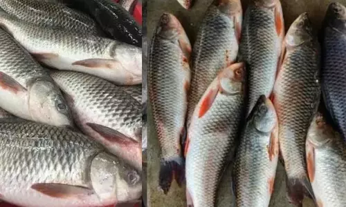 रोहू, कतला और पंगाश पालन से बदली किसानों की किस्मत, उत्पादन बढ़ा रोहू, कतला और पंगाश पालन से बदली किसानों की किस्मत, उत्पादन बढ़ा