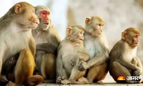 हिमाचल के गांवों में बंदरों की दहशत, खेत छोड़ने को मजबूर किसान हिमाचल के गांवों में बंदरों की दहशत, खेत छोड़ने को मजबूर किसान
