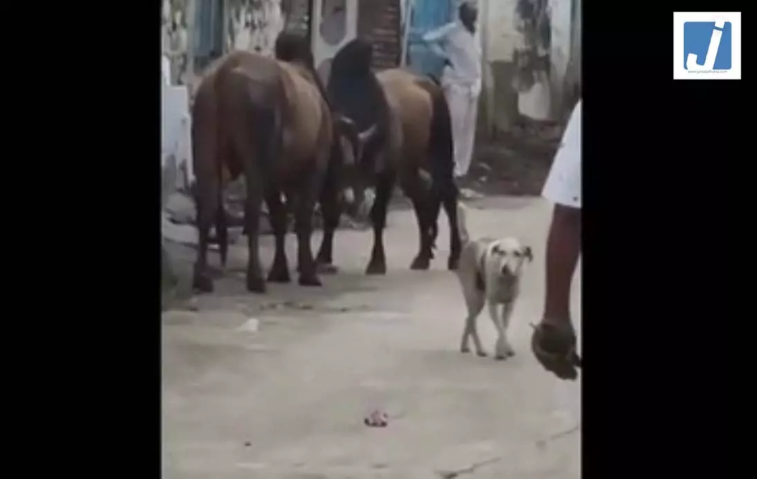 OMG! बीच बाजार में छिड़ा महादंगल, बुलानी पड़ गई JCB OMG! बीच बाजार में छिड़ा महादंगल, बुलानी पड़ गई JCB