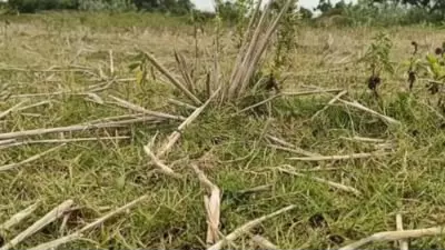 तमिलनाडु: नमक्कल में गंभीर हुआ सूखे का संकट, झीलें सूखने से किसानों को फसल के नुकसान का डर तमिलनाडु: नमक्कल में गंभीर हुआ सूखे का संकट, झीलें सूखने से किसानों को फसल के नुकसान का डर