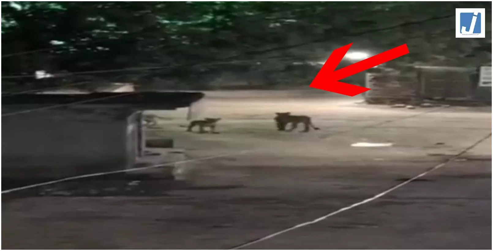 आधी रात को गांव में दिखा ऐसा मंजर, रोंगटे खड़े कर देगा यह वायरल VIDEO! आधी रात को गांव में दिखा ऐसा मंजर, रोंगटे खड़े कर देगा यह वायरल VIDEO!