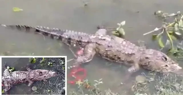 मगरमच्छ की संदिग्ध मौत, सिर और शरीर पर चोट के निशान