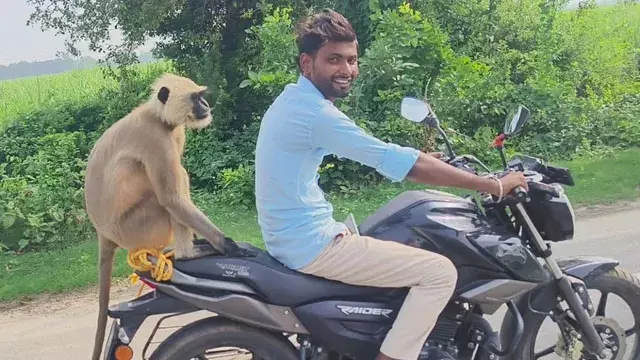 लंगूर को चढ़ा बाइक की सवारी का शौक, इंसानों की तरह बैठा नजर आया लंगूर को चढ़ा बाइक की सवारी का शौक, इंसानों की तरह बैठा नजर आया