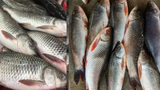 रोहू, कतला और पंगाश पालन से बदली किसानों की किस्मत, उत्पादन बढ़ा रोहू, कतला और पंगाश पालन से बदली किसानों की किस्मत, उत्पादन बढ़ा