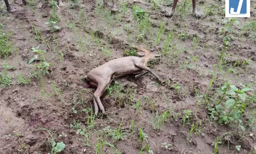 कुत्तों के हमले से हिरण की मौत, सूचना मिलते ही पहुंची वन विभाग की टीम