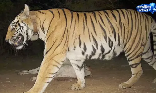 Bandhavgarh : टाइगर रिजर्व में लापता कॉलर वाली बाघिन मिली