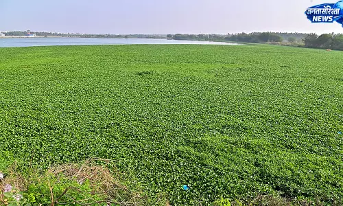 Bengaluru झीलों में मछलियों की मौत, सीवेज को ठहराया जिम्मेदार Bengaluru झीलों में मछलियों की मौत, सीवेज को ठहराया जिम्मेदार