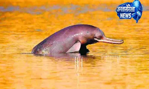 Punjab में डॉल्फिन कम होने से पर्यावरणविद चिंतित Punjab में डॉल्फिन कम होने से पर्यावरणविद चिंतित