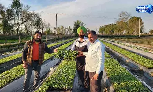 Kapurthala में राजमा की खेती बनी फायदे का सौदा Kapurthala में राजमा की खेती बनी फायदे का सौदा