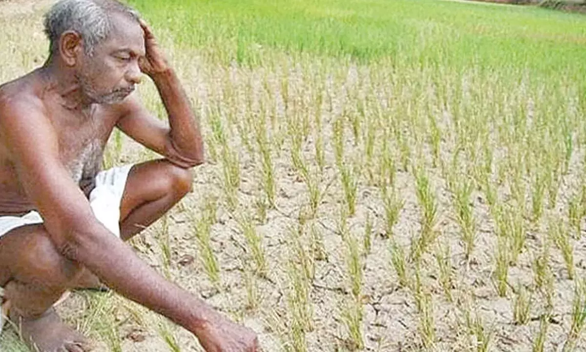 Andhra: अल नीनो से प्रेरित शुष्क मौसम ने आंध्र प्रदेश की खरीफ को खतरे में डाल दिया है Andhra: अल नीनो से प्रेरित शुष्क मौसम ने आंध्र प्रदेश की खरीफ को खतरे में डाल दिया है
