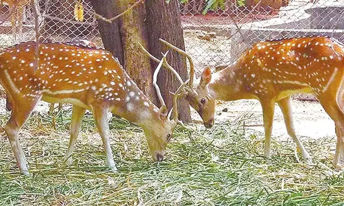 Andhra: डिब्बानाडोडी एक प्रमुख प्रकृति बदलाव के लिए तैयार है