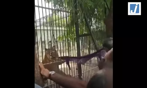 चिड़ियाघर की सुरक्षा व्यवस्था तार-तार...इस VIDEO ने मचाई हलचल