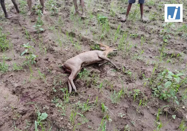 कुत्तों के हमले से हिरण की मौत, सूचना मिलते ही पहुंची वन विभाग की टीम कुत्तों के हमले से हिरण की मौत, सूचना मिलते ही पहुंची वन विभाग की टीम