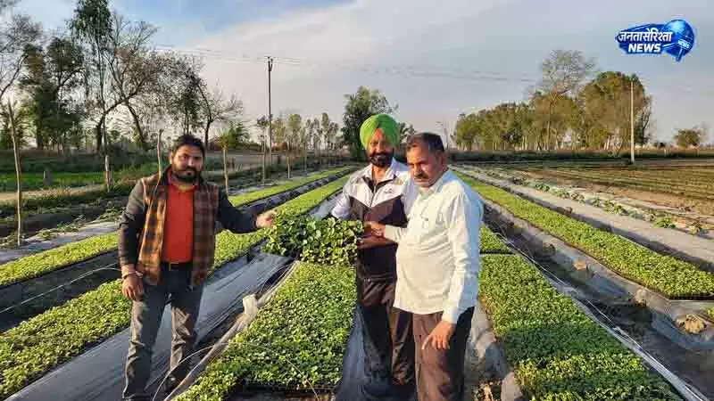 Kapurthala में राजमा की खेती बनी फायदे का सौदा Kapurthala में राजमा की खेती बनी फायदे का सौदा