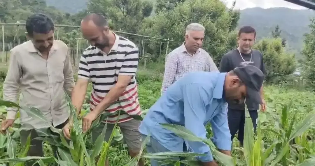 Nahan: सिरमौर के कई क्षेत्रों में मक्की की फसल को कीटों ने पहुंचाया नुकसान