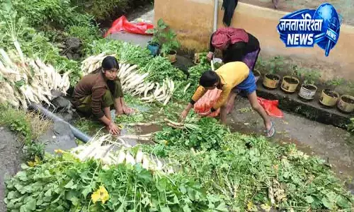 Himachal में टिक्कन मंडी का सपना अब भी अधूरा
