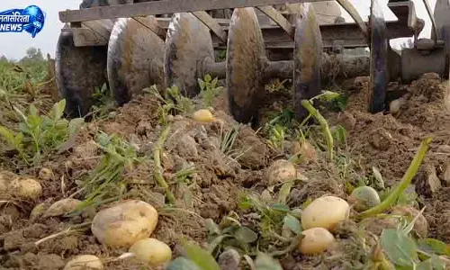 Himachal में आलू फसल पर मंडराया लेट ब्लाइट का संकट Himachal में आलू फसल पर मंडराया लेट ब्लाइट का संकट