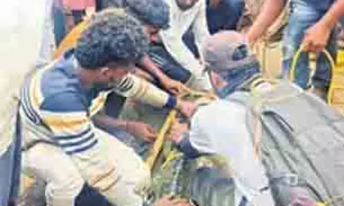 Bhabanipatana एक क्विंटल वजनी घड़ियाल का रेस्क्यू किया गया Bhabanipatana एक क्विंटल वजनी घड़ियाल का रेस्क्यू किया गया