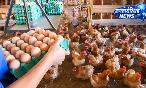 Poultry Sector में तेजी, फार्म संचालकों को मिलेगा फायदा Poultry Sector में तेजी, फार्म संचालकों को मिलेगा फायदा