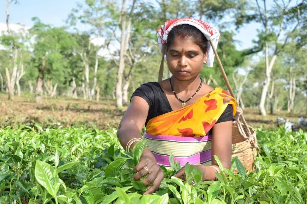 Assam: सरकार 3.5 लाख चाय बागान मजदूरों को जमीन के पट्टे देगी और घर बनाएगी Assam: सरकार 3.5 लाख चाय बागान मजदूरों को जमीन के पट्टे देगी और घर बनाएगी