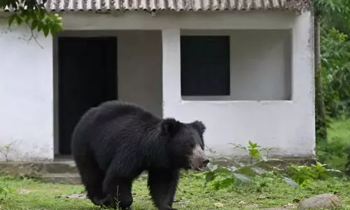 आम के लालच में भालू सड़क पर आया, मचा हड़कंप आम के लालच में भालू सड़क पर आया, मचा हड़कंप