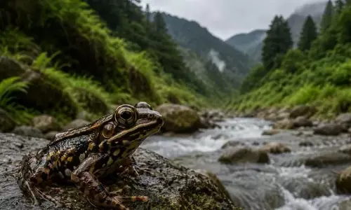 हिमालयी मेंढक की तलाश जारी, पारिस्थितिकी संतुलन पर संकट हिमालयी मेंढक की तलाश जारी, पारिस्थितिकी संतुलन पर संकट