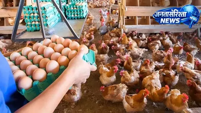 Poultry Sector में तेजी, फार्म संचालकों को मिलेगा फायदा Poultry Sector में तेजी, फार्म संचालकों को मिलेगा फायदा