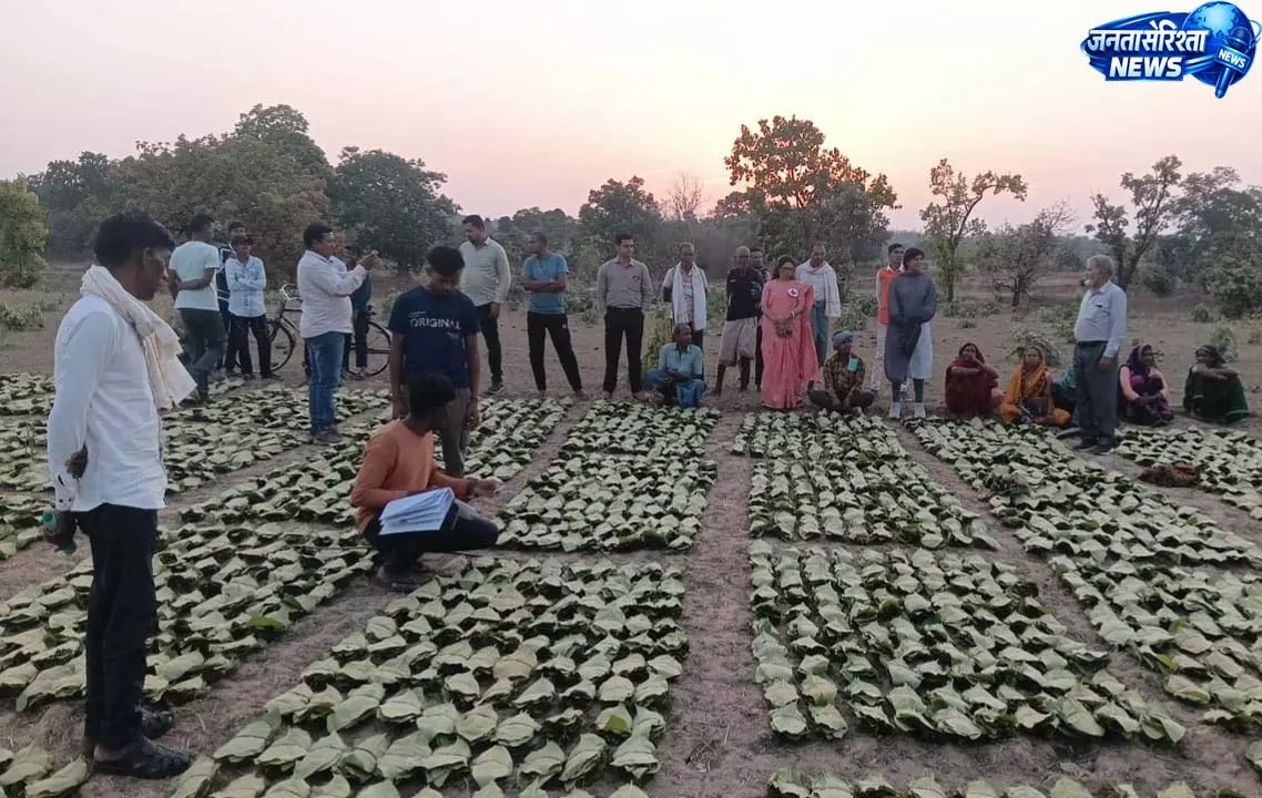 साय सरकार के सुशासन में तेन्दूपत्ता संग्राहकों को मिली आर्थिक मजबूती साय सरकार के सुशासन में तेन्दूपत्ता संग्राहकों को मिली आर्थिक मजबूती