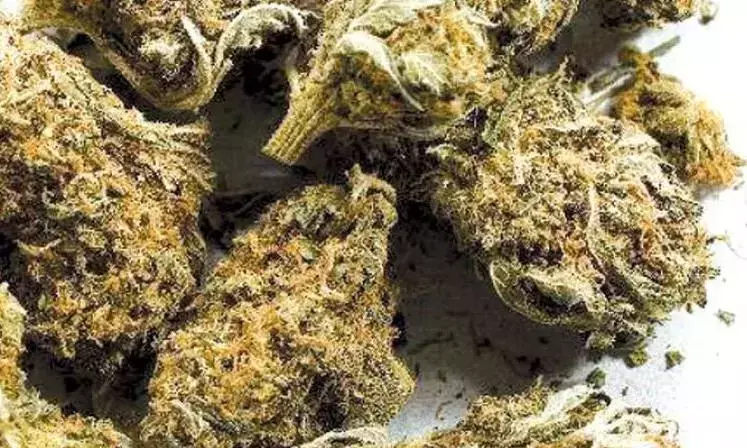 Telangana: कल्लुरु में 3 किलो गांजे के साथ तीन लोग पकड़े गए Telangana: कल्लुरु में 3 किलो गांजे के साथ तीन लोग पकड़े गए