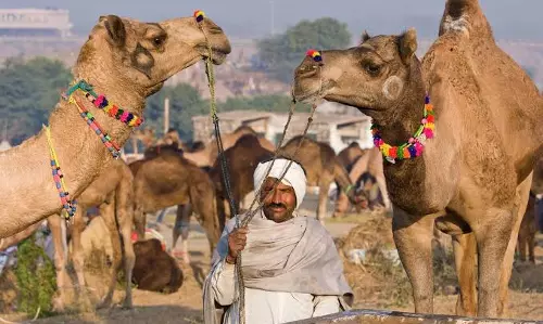 Ajmer: घुड़सवारी पर्यटन से वैश्विक पहचान की ओर बढ़ेगा पुष्कर Ajmer: घुड़सवारी पर्यटन से वैश्विक पहचान की ओर बढ़ेगा पुष्कर