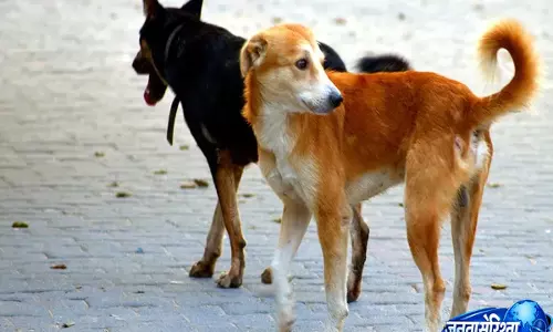 Karnataka: 8 साल के बच्चे पर कुत्ते का हमला, रैबीज के खतरे को लेकर चिंता बढ़ी Karnataka: 8 साल के बच्चे पर कुत्ते का हमला, रैबीज के खतरे को लेकर चिंता बढ़ी