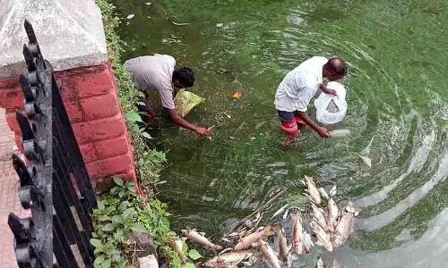 Nurpur के ऐतिहासिक तालाब में सैकड़ों मछलियाँ मरी हुई मिलीं Nurpur के ऐतिहासिक तालाब में सैकड़ों मछलियाँ मरी हुई मिलीं