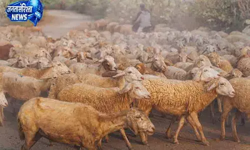 पुंछ में बिजली गिरने से 50 से अधिक मवेशियों की मौत पुंछ में बिजली गिरने से 50 से अधिक मवेशियों की मौत