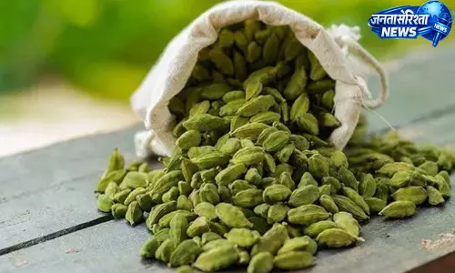 Idukki : बारिश से इलायची किसानों को राहत की उम्मीद