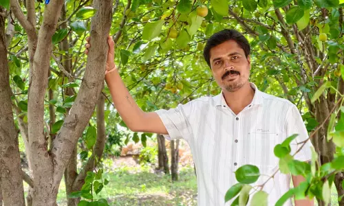 मैनपाट में नाशपाती की मिठास: एग्री-टूरिज्म का नया गढ़ बना छत्तीसगढ़ का शिमला मैनपाट मैनपाट में नाशपाती की मिठास: एग्री-टूरिज्म का नया गढ़ बना छत्तीसगढ़ का शिमला मैनपाट