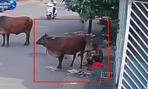 रायपुर में गाय से बुजुर्ग ने किया दुष्कर्म, CCTV फुटेज आया सामने