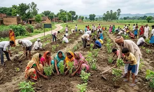 यूपी में औषधीय पौधों की पहल, हर जिले को मिलेगा चरक वन